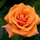Роза Эрз флорибунда, Imperial Rose