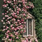 Роза Хендель плетистая, Imperial Rose