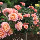 Роза Мари Кюри на штамбе 90см