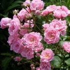 Роза Зе Фэйри почвопокровная, Imperial Rose
