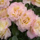 Роза Глория Дей чайно-гибридная, Imperial Rose