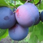 Слива домашняя Малаховская