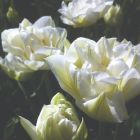 Тюльпан Мондиаль махровый ранний 5шт