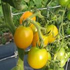 Семена Томат Монисто янтарное томат 0.1гр