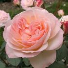 Роза Фондант флорибунда, Imperial Rose
