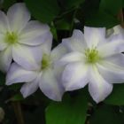 Клематис Юкикомаши крупноцветковый (2)