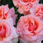 Роза Квин Элизабет чайно-гибридная, Imperial Rose