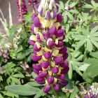 Люпин Lupinus Purple/Yellow