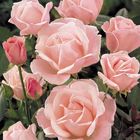 Роза Квин Элизабет чайно-гибридная, Imperial Rose