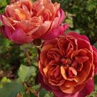 Роза Ча Ча миниатюрная, Imperial Rose