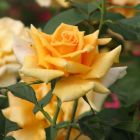 Роза Голден Лиф чайно-гибридная, Imperial Rose