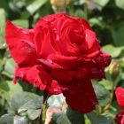 Роза Ульмер Мюнстер кустарниковая, Imperial Rose