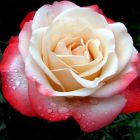 Роза Сентимент чайно-гибридная, Imperial Rose