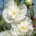 Шток-роза Double White махровая