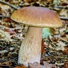 Белый гриб 60мл