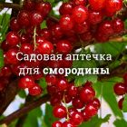 Аптечка для смородины