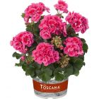 Пеларгония зональная Toscana Dolce Vita Rose Eye