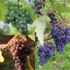 Комплект лучших столовых сортов винограда