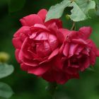 Роза Моджо кустарниковая, Imperial Rose