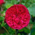 Роза Ред Леонардо да Винчи флорибунда, Imperial Rose