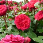 Роза Ред Леонардо да Винчи флорибунда, Imperial Rose