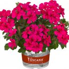 Пеларгония плющелистная Toscana Villetta Neon Rose