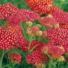 Тысячелистник millefolium Strawb. Seduction