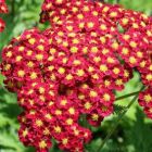Тысячелистник millefolium Strawb. Seduction