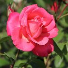 Роза Деспот плетистая, Imperial Rose