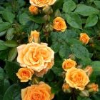 Роза Клара миниатюрная, Imperial Rose