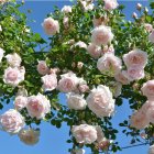 Роза Сван Лейк плетистая, Imperial Rose