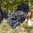 Виноград плодовый Загадка Шарова