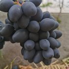 Виноград Ромбик столовый