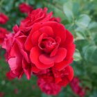 Роза Дон Жуан плетистая, Imperial Rose