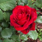 Роза Дон Жуан плетистая, Imperial Rose