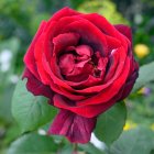 Роза Папа Мейланд чайно-гибридная, Imperial Rose