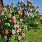 Роза Хендель плетистая, Imperial Rose