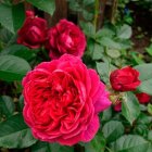 Роза Соул кустарниковая, Imperial Rose