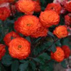 Роза Сюрпрайз Патти  флорибунда, Imperial Rose