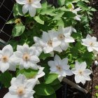 Клематис Мисс Бейтман крупноцветковый (2)