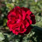 Роза Дон Жуан плетистая, Imperial Rose