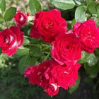 Роза Шоне Кобленцерин флорибунда, Кордес