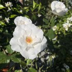 Роза Маргарет Меррил флорибунда, Imperial Rose