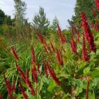 Горец amplexicaulis Blackfield