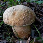 Мицелий грибов Белый дубовый 50мл