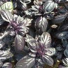 Семена Базилик овощной Пурпурные звезды 0,1г