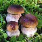 Белый гриб сосновый 60мл