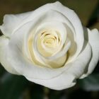 Роза Акито чайно-гибридная, Imperial Rose