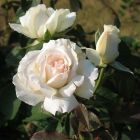 Роза Покер чайно-гибридная, Imperial Rose