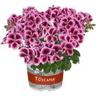 Пеларгония Toscana Florella Purple